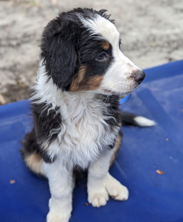 Der Hund